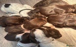 Cocker Spaniel dogs for sale: Cocker spaniel puppies - Image 11