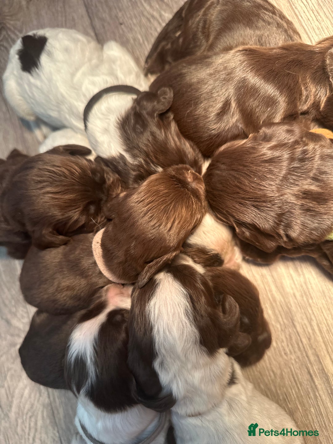 Cocker Spaniel dogs for sale: Cocker spaniel puppies - Image 11