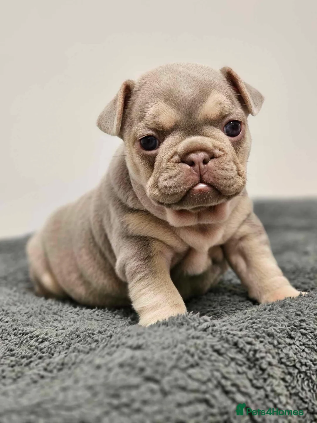 French Bulldog dogs for stud: ISABELLA NEWSHADE AND TAN CREAM CARRIER STUD in Boston - Advert 28