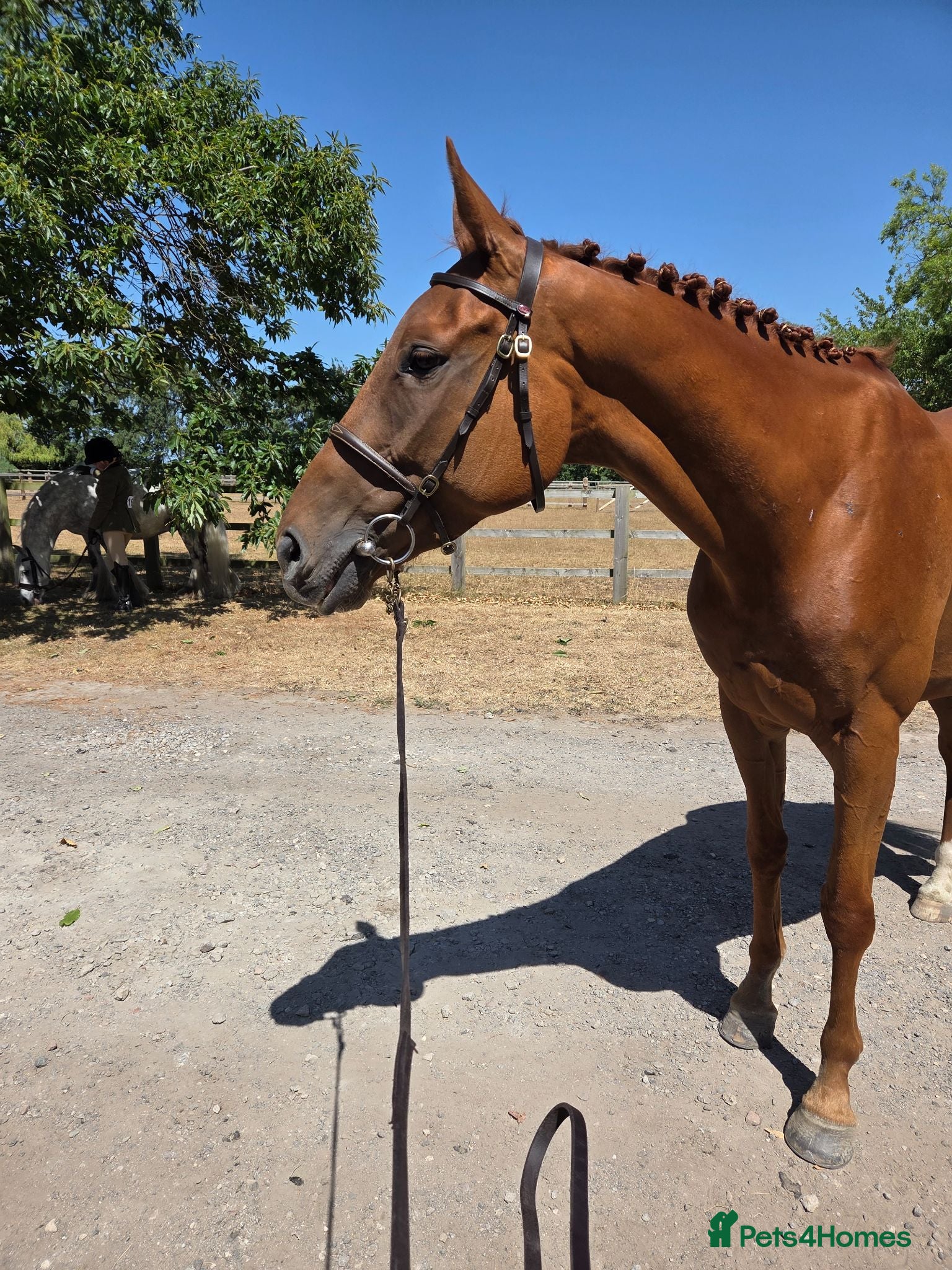 English Thoroughbred horses Two lovely thoroughbred  horses  - Advert 1