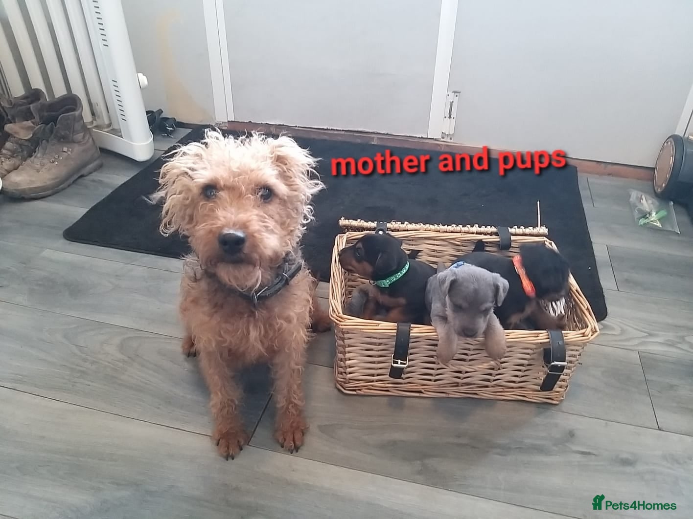 Lakeland Terrier dogs Gorgeous Lakeland terrier puppies - Advert 2
