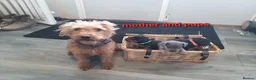 Lakeland Terrier dogs for sale: Gorgeous Lakeland terrier puppies - Advert 2