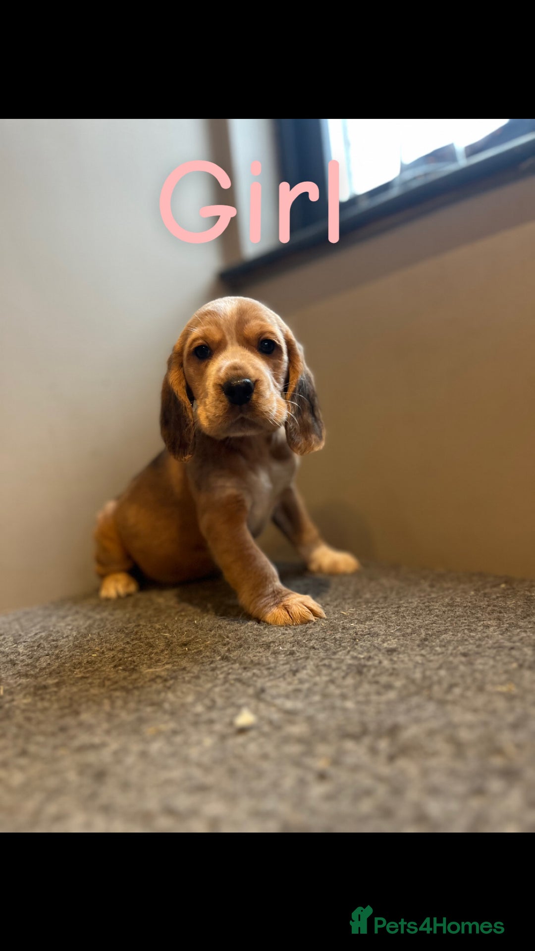 Bocker dogs for sale: Bocker puppies (beagle x cocker)  - Image 5