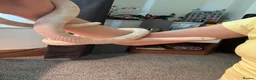 Corn Snake reptiles for sale: Corn snake for sale  in Blackburn - Advert 4