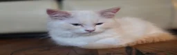 Ragdoll cats for sale: Amazing Ragdoll Babies  - Advert 10