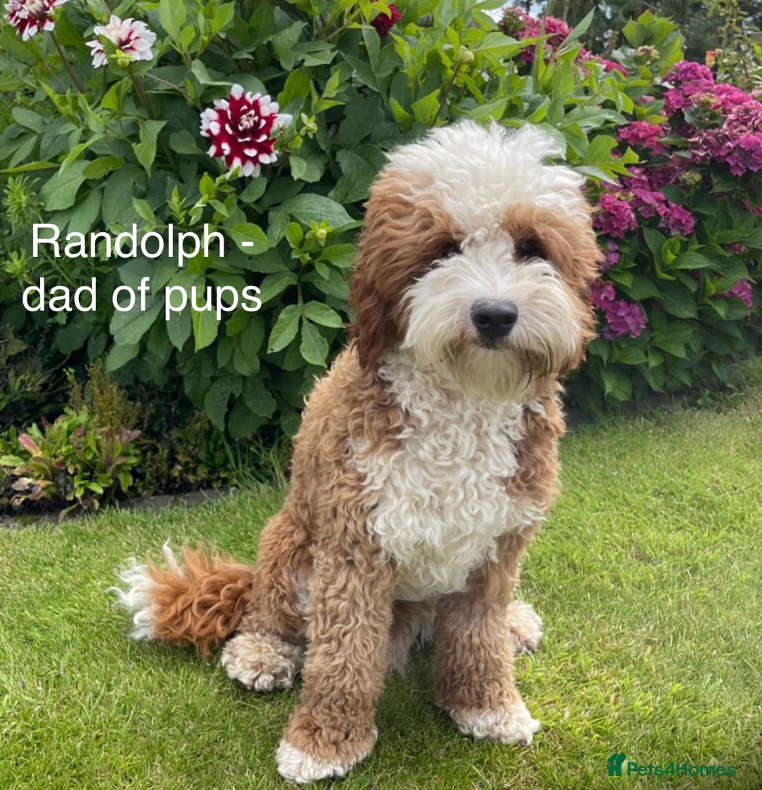 Mixed Breed dogs for sale: Beautiful Millie's Expecting DoubleDoodles - Advert 2