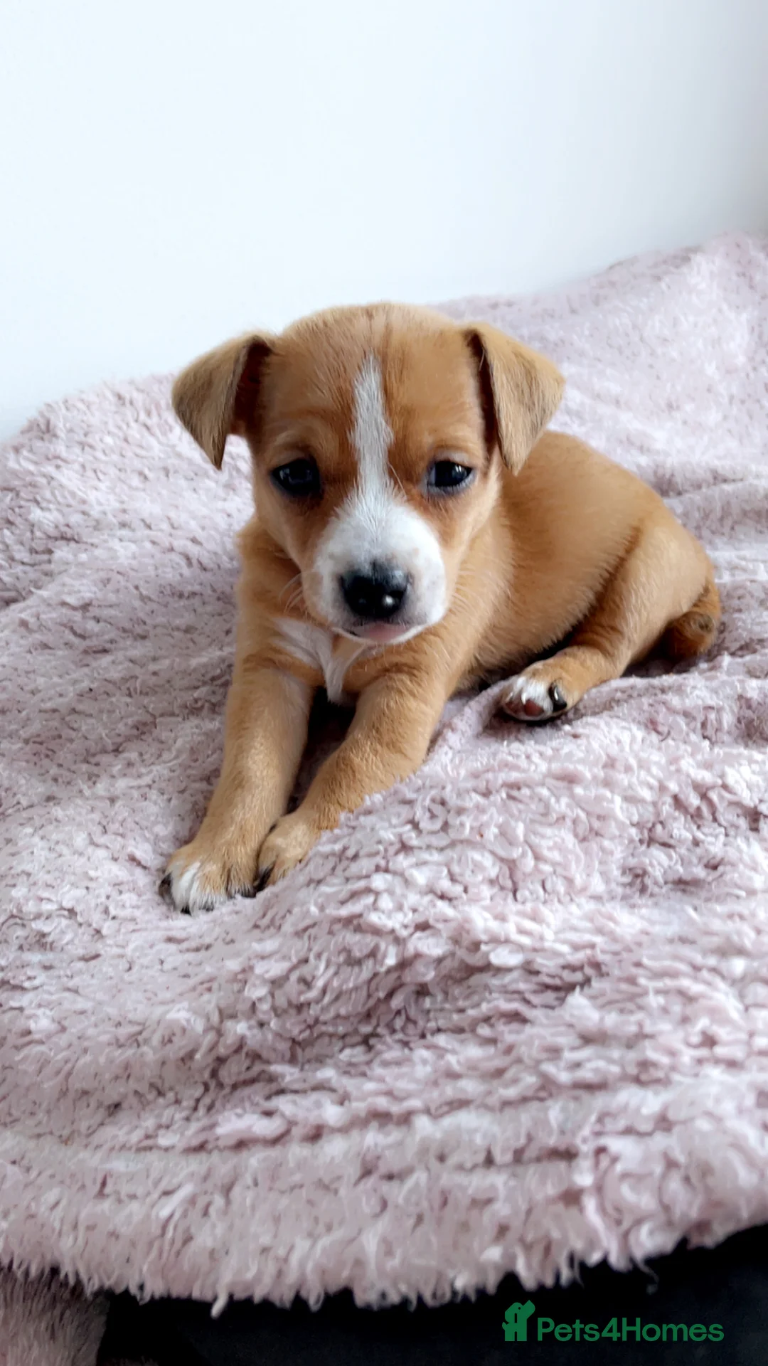 Mixed Breed dogs for sale: Lovely jack Russell cross puppies  - Advert 2