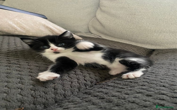 Brazilian Shorthair cats - Advert 1