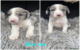 Sprollie dogs for sale: 🩶Beautiful sprollie puppies🩶  - Image 9