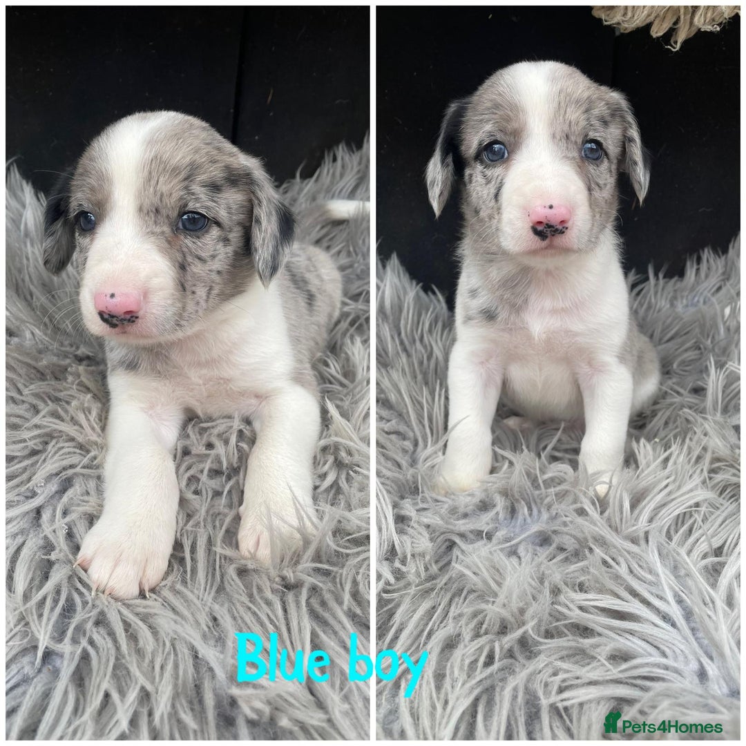 Sprollie dogs for sale: 🩶Beautiful sprollie puppies🩶  - Image 9