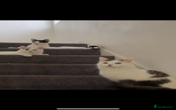 British Shorthair cats for sale: Two sweet siblings looking for forever home - Image 4