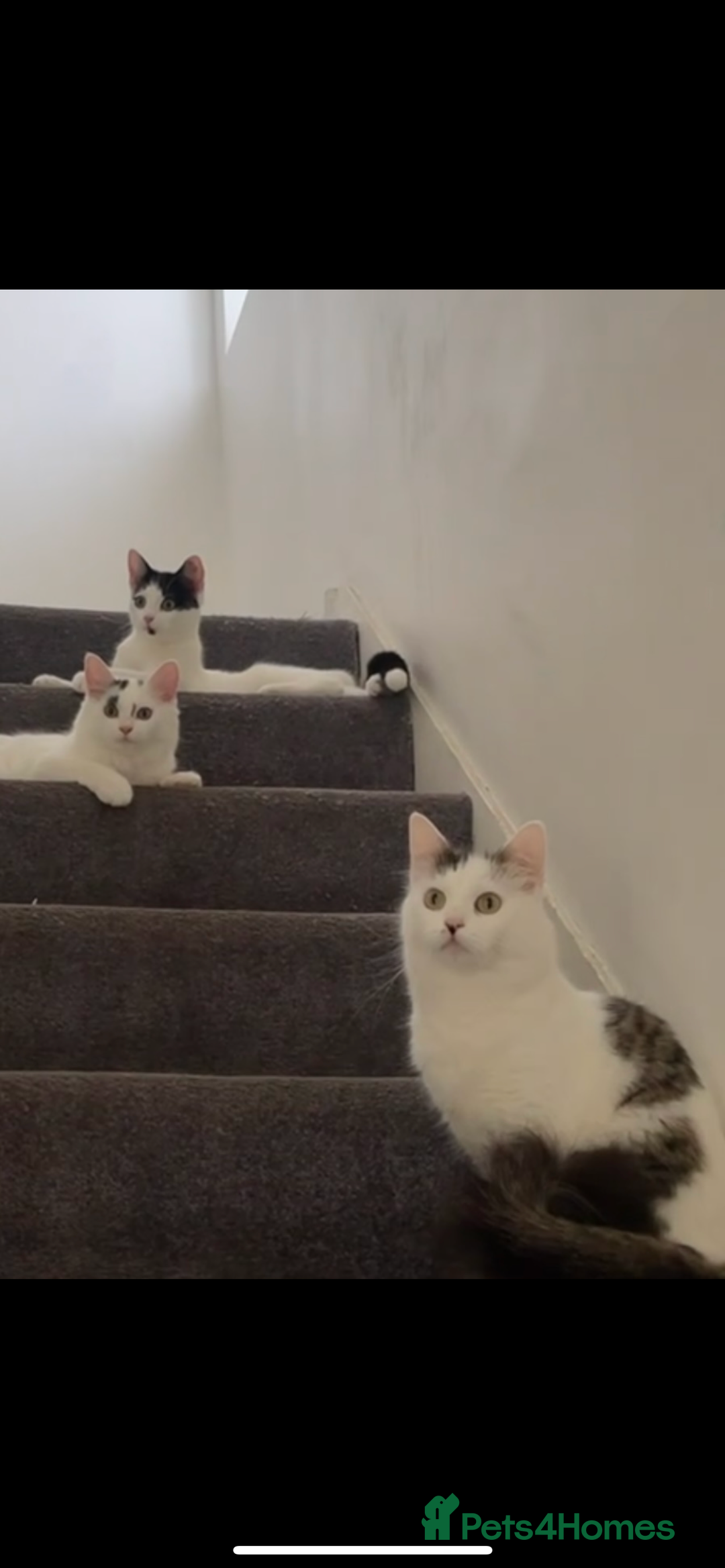 British Shorthair cats for sale: Two sweet siblings looking for forever home - Image 4