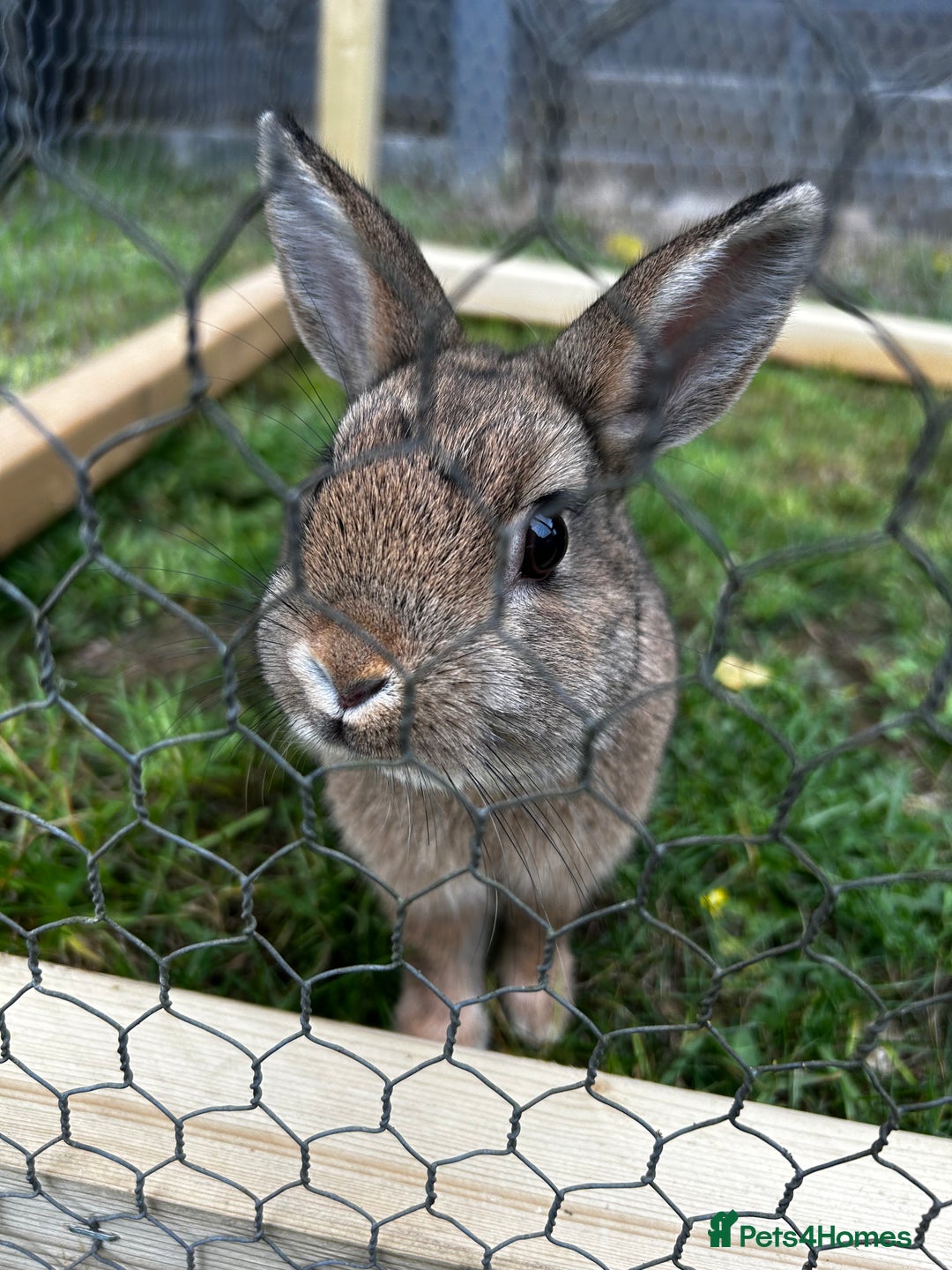Netherland Dwarf rabbits for sale: Netherlands dwarf rabbits  - Advert 4