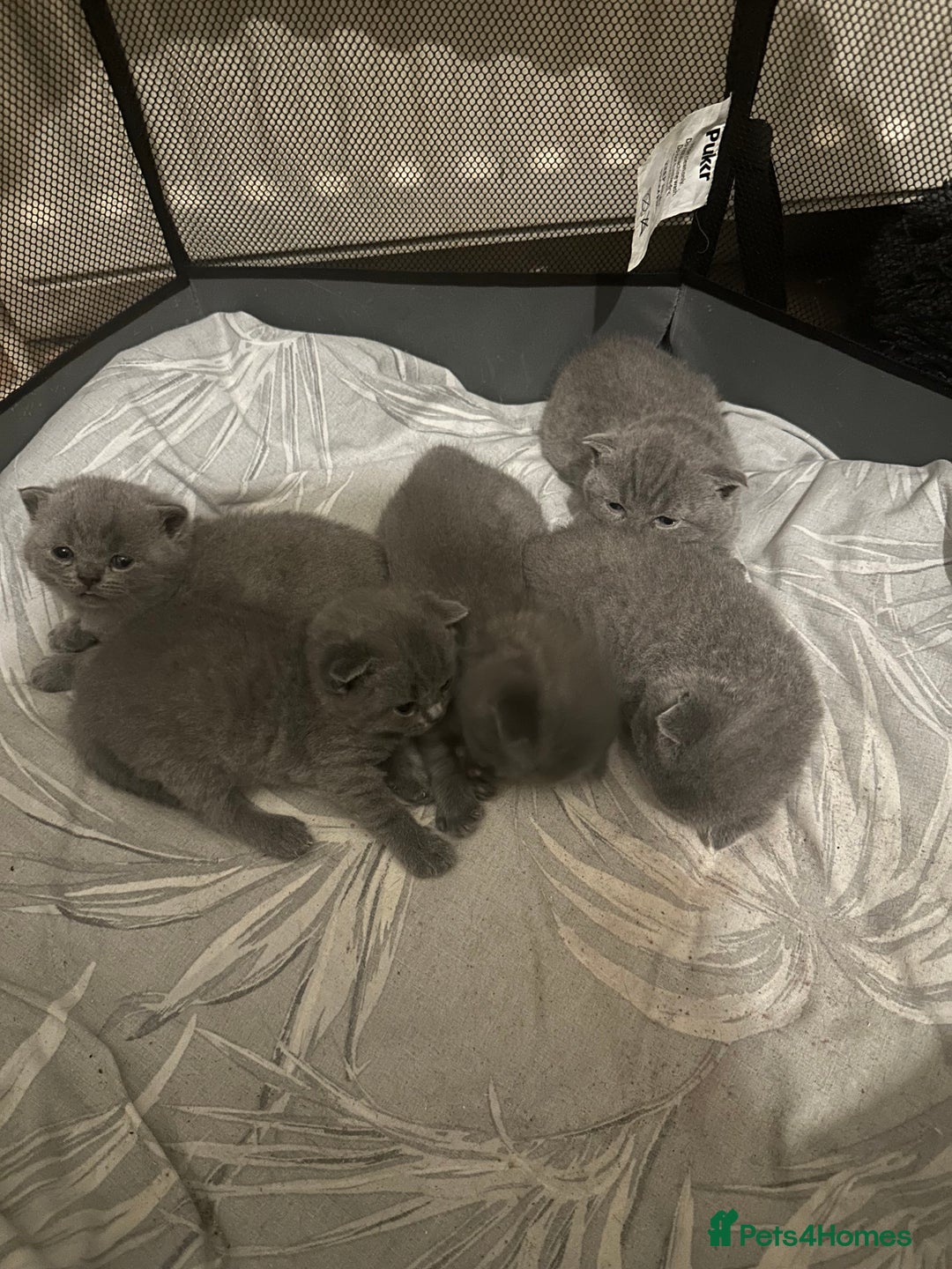 British Shorthair cats for stud: Pure British Shorthair boy for stud  - Advert 6