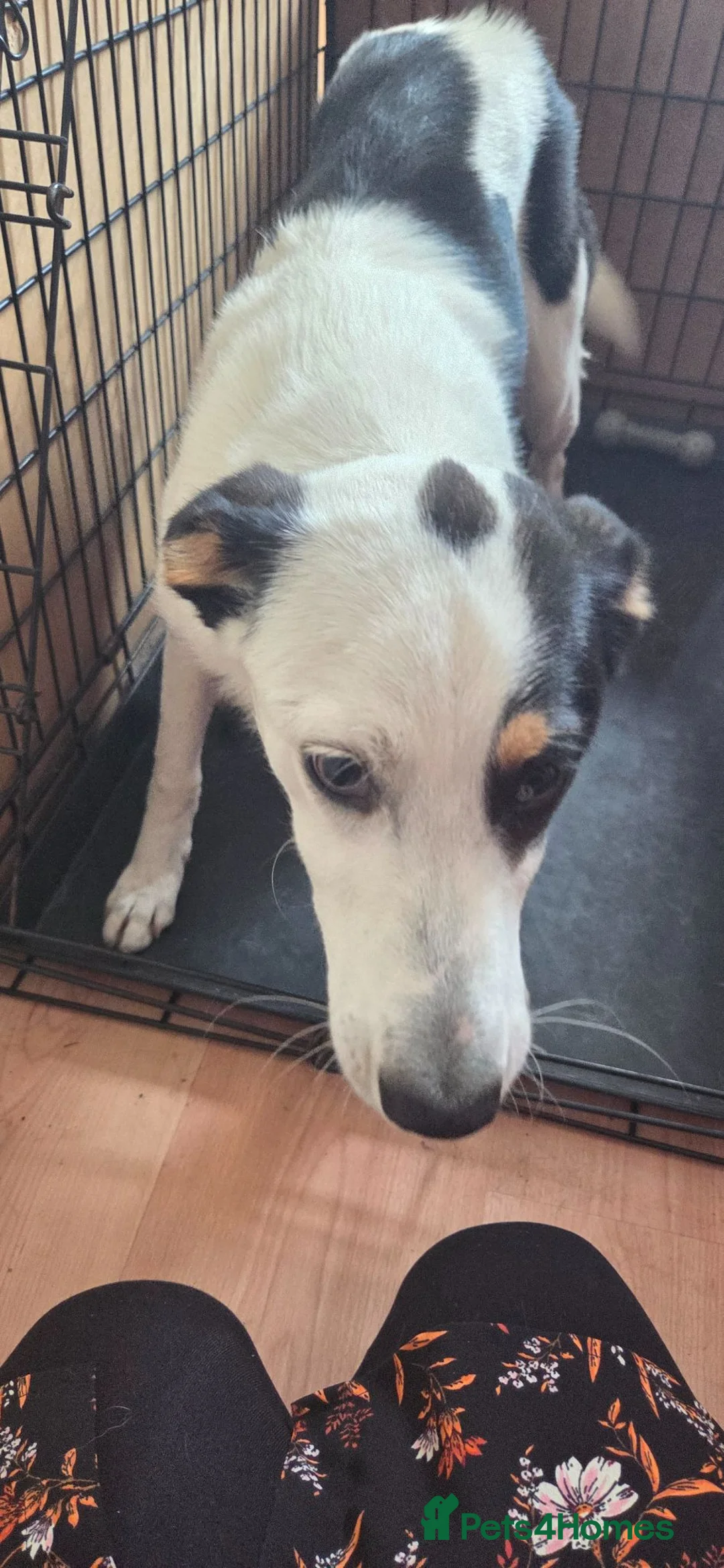 Welsh Collie dogs for sale: Tri colour Welsh collie 8 months old  - Advert 2
