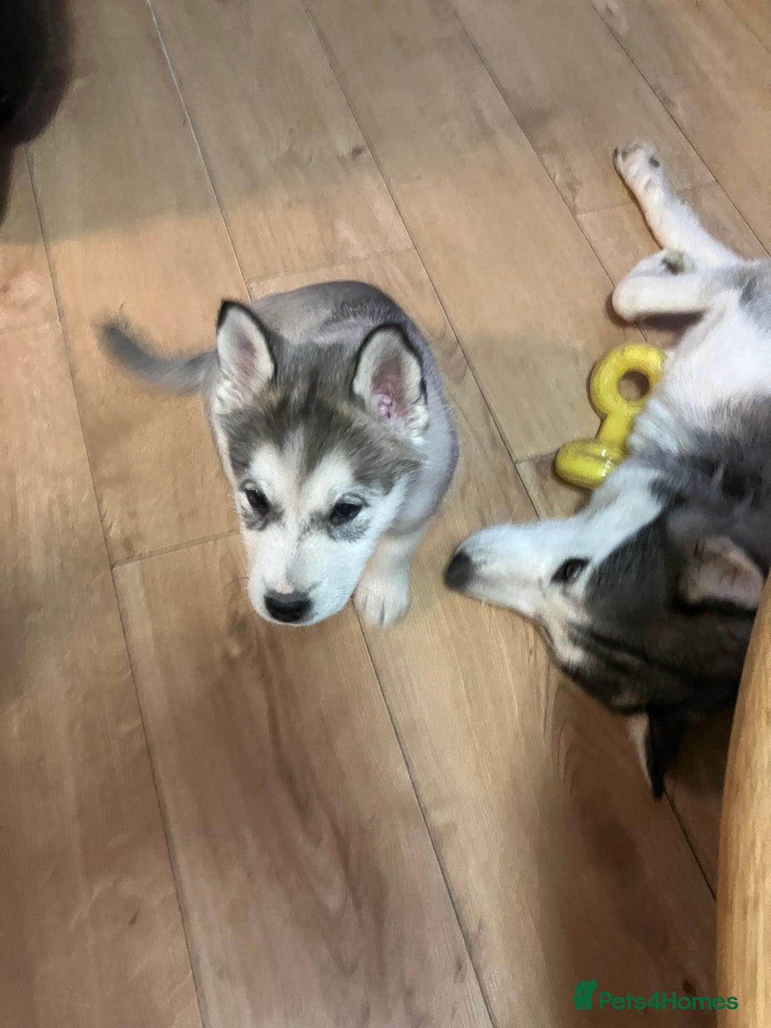 Siberian Husky dogs for sale: Beautiful husky puppies ready for their new homes  - Advert 15