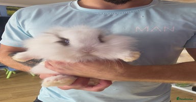 Mini Lop rabbits - Advert 11