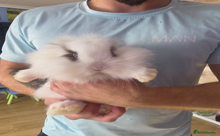 Mini Lop rabbits - Advert 3