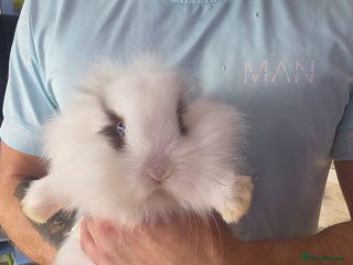 Mini Lop rabbits - Advert 1