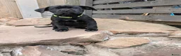 Cane Corso dogs for sale: Cane corso puppies  - Advert 3