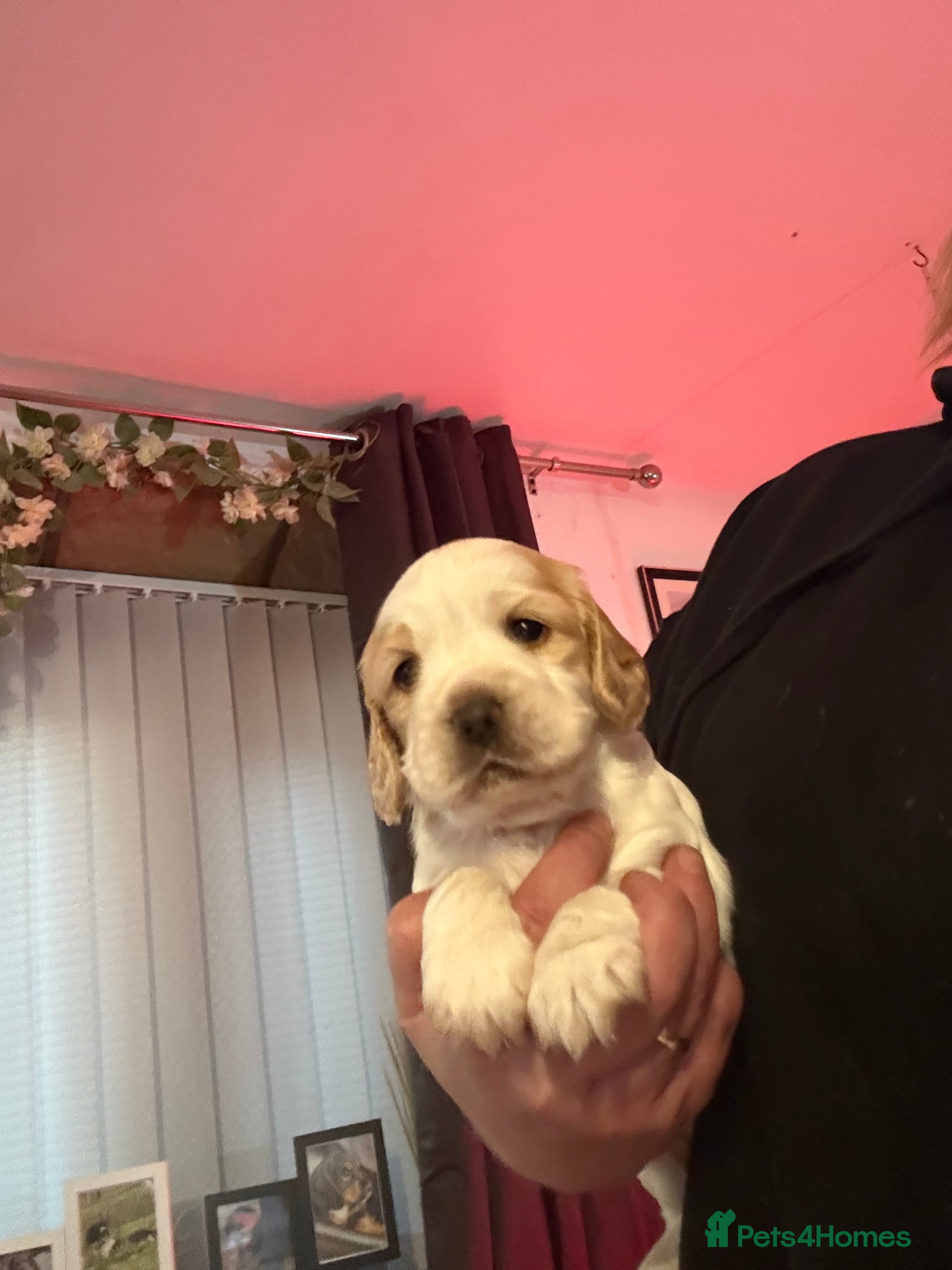 Cocker Spaniel dogs Stunning working cocker spaniels - Advert 3