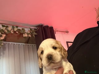 Cocker Spaniel dogs Stunning working cocker spaniels - Advert 4