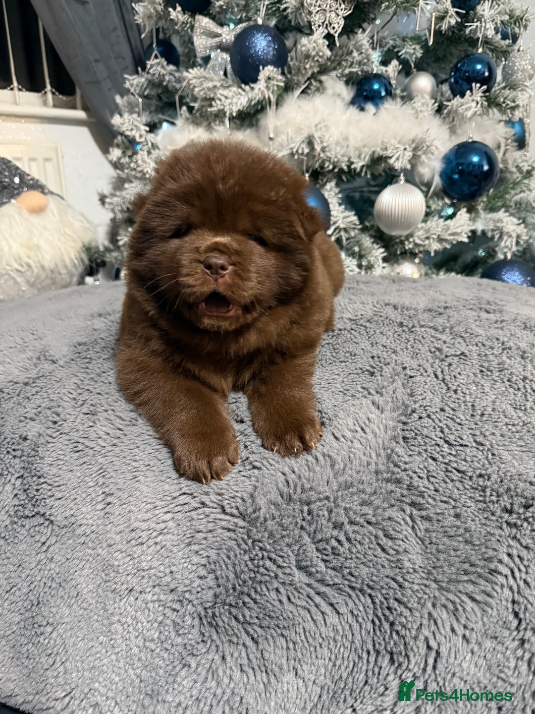 Chow Chow dogs for sale: (READY NOW) Chocolate chow chow female - Advert 7