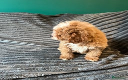 Cavapoo dogs for sale:  ⭐️2 boys left⭐️ - Image 5