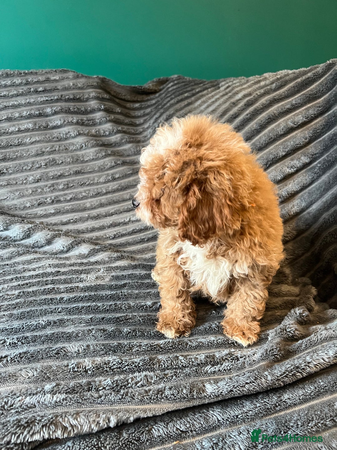 Cavapoo dogs for sale:  ⭐️2 boys left⭐️ - Image 5
