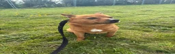 Mixed Breed dogs for adoption: Eli - Norwich Norfolk  in Norwich - Advert 14
