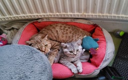 British Shorthair cats for sale: GCCF Reg Chocolate Silver Spotted Tabby BSH Boys - Image 10