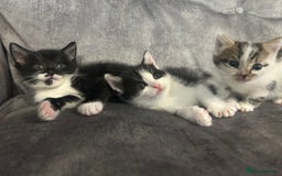 Mixed Breed cats for sale: 3 Kittens  - Image 2