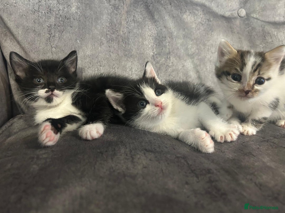 Mixed Breed cats for sale: 3 Kittens  - Image 2