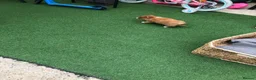 Pomchi dogs for sale: Pomchi puppies  - Advert 20