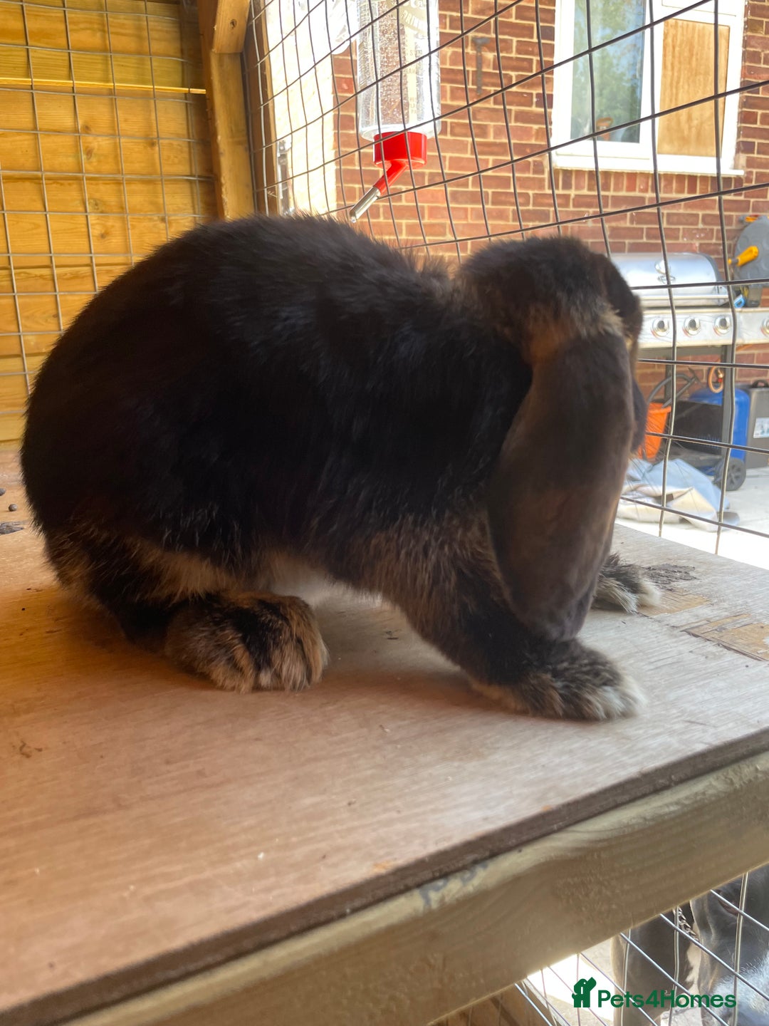 French Lop rabbits for sale: Giant French lop boy not dwarf lop - Image 3