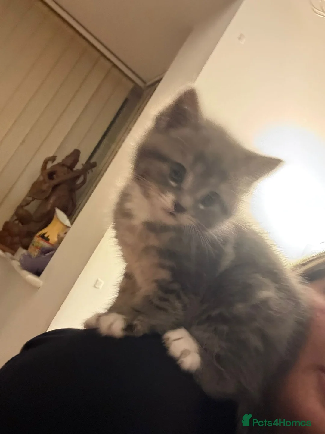 Mixed Breed cats for sale: 5 kittens - Advert 2