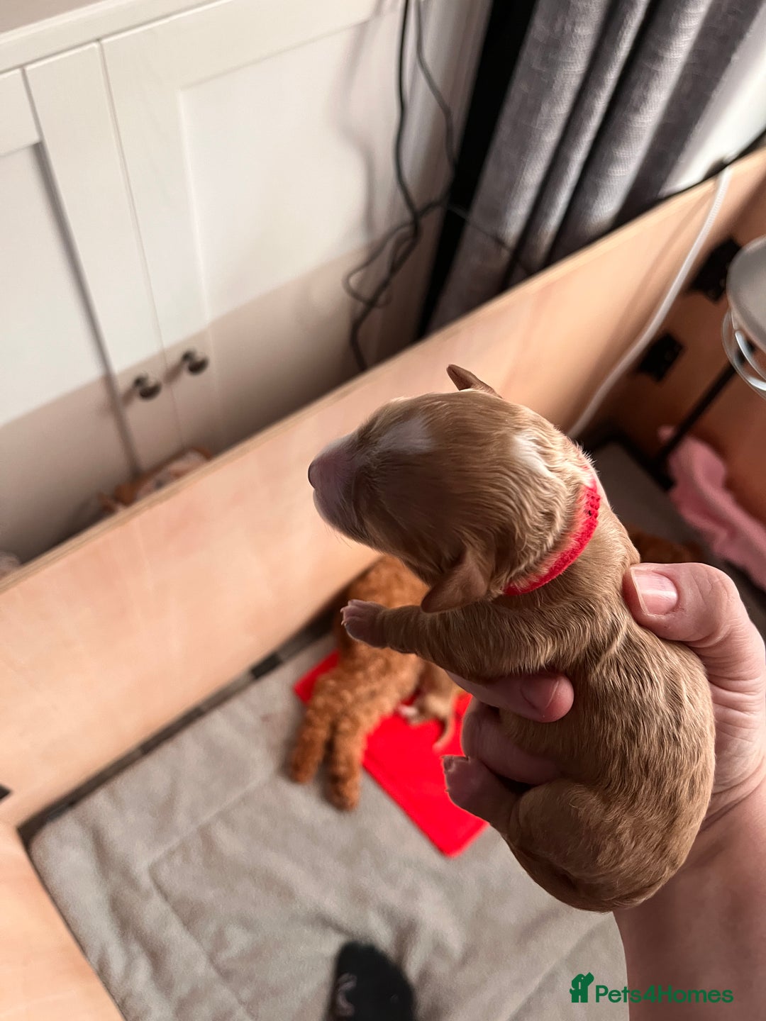 Cockapoo dogs for sale: Adorable F2 Cockapoo Puppies - Advert 7