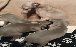 Italian Greyhound dogs for sale: Italian Greyhound Puppies - Image 5