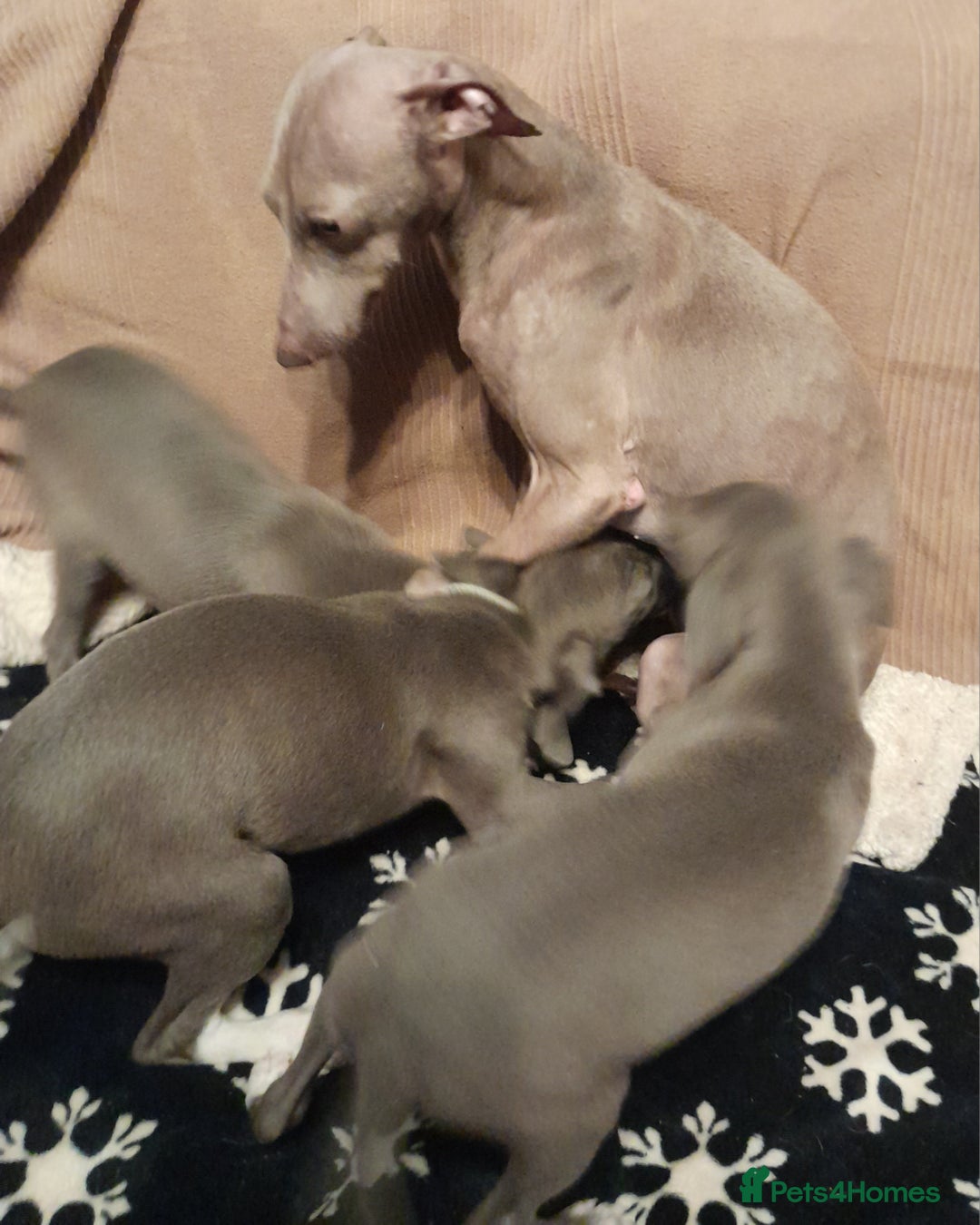 Italian Greyhound dogs for sale: Italian Greyhound Puppies - Image 5