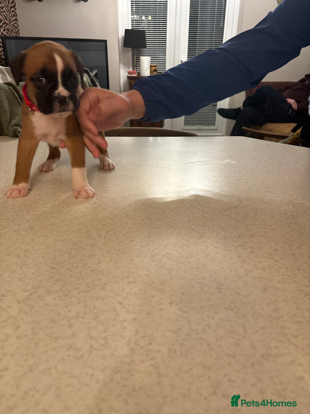 Boxer dogs for sale: Boxer puppies 5 bitches 1 boy  - Advert 24