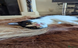 Lykoi cats for sale: Stunning Lykoi White, Black & White Furry Boys - Image 7