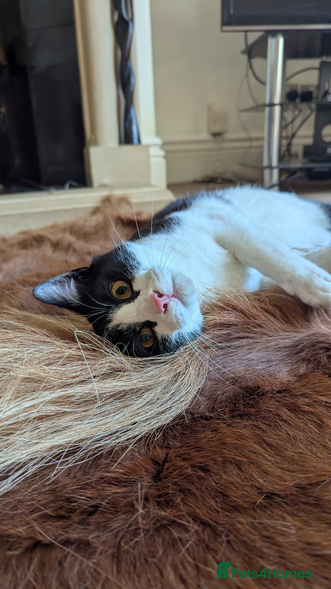 Lykoi cats for sale: Stunning Lykoi White, Black & White Furry Boys - Image 7