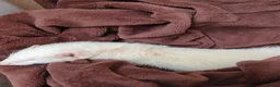 Ferret rodents for sale: Albino female ferret - Advert 3