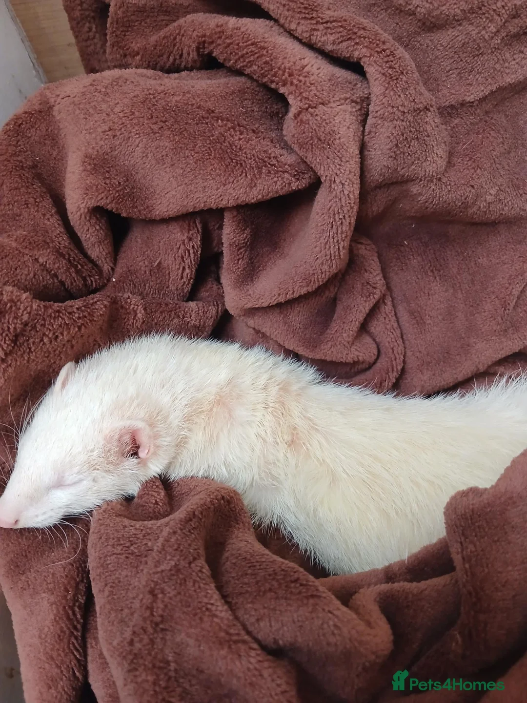 Ferret rodents for sale: Albino female ferret - Advert 3