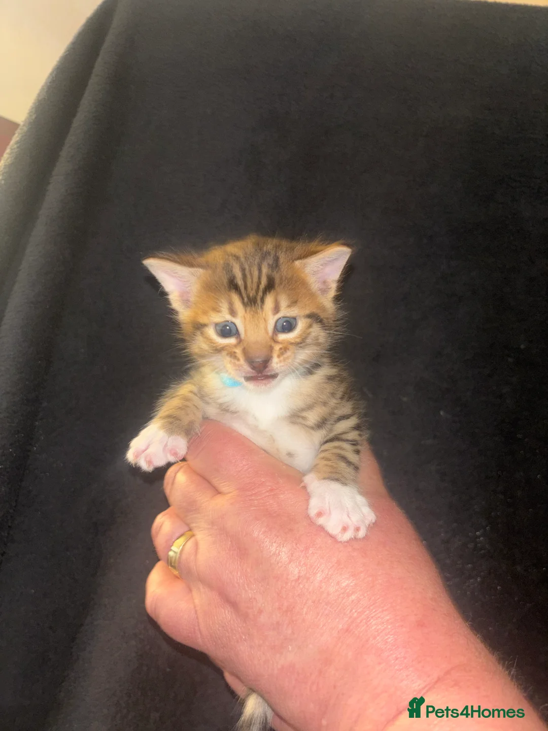 Bengal cats for sale: 4 beautiful bengal kittens! in Southampton - Advert 2