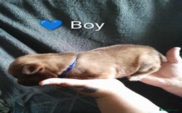 Mixed Breed dogs for sale: American Bulldog x Siberian Husky - Image 15