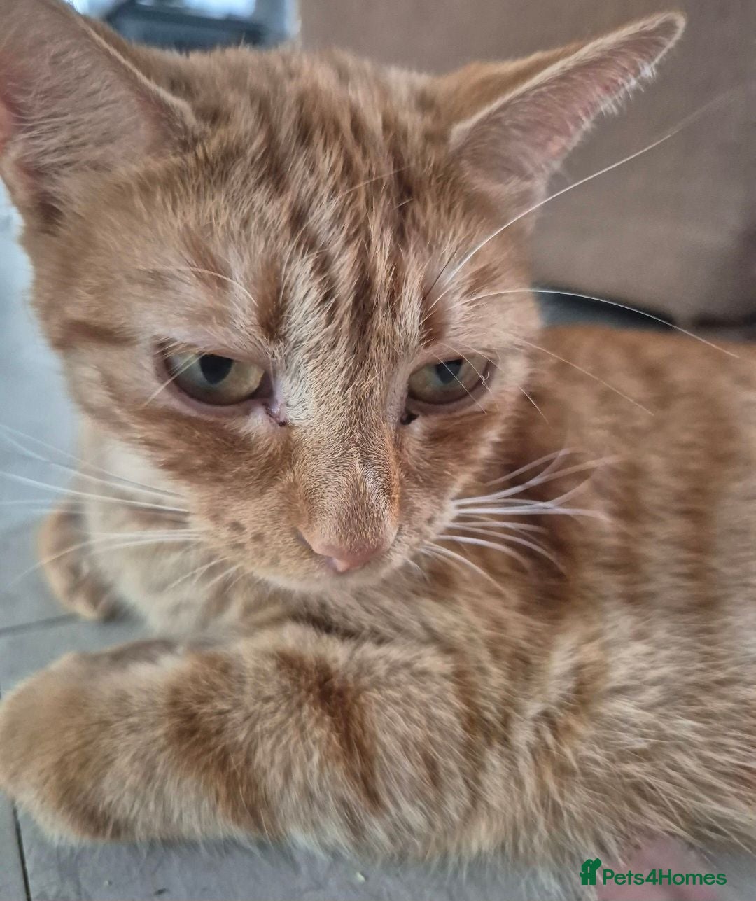 Egyptian Mau cats 3 beautiful kittens 😸  - Advert 3