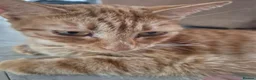 Egyptian Mau cats for sale: 3 beautiful kittens 😸  in Coulsdon - Advert 1