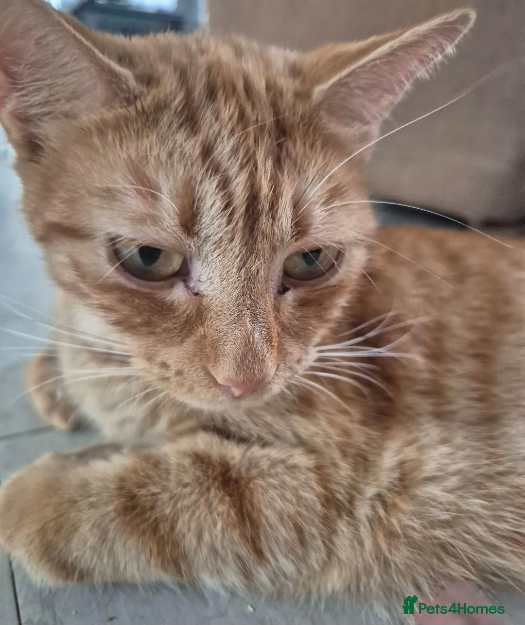 Egyptian Mau cats for sale: 3 beautiful kittens 😸  in Coulsdon - Advert 1