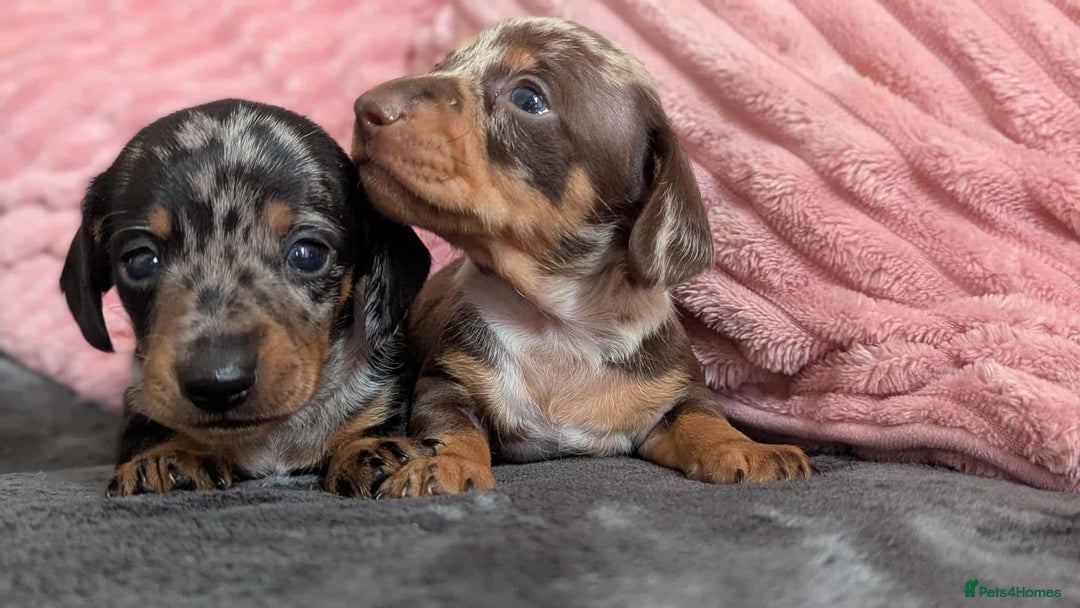 Miniature Dachshund dogs for sale: Beautiful KC miniature dachshund puppies - Image 13